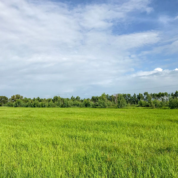 Large empty plot of land with tall grass and trees in the background
